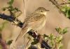 Grasshopper Warbler at Two Tree Island (Steve Arlow) (177157 bytes) Grasshopper Warbler at Two Tree Island (Steve Arlow) (177157 bytes)